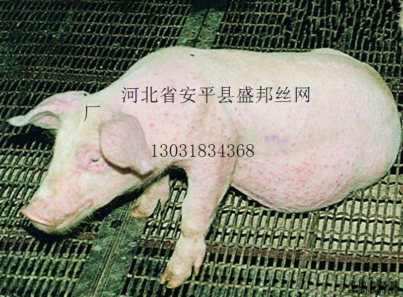 养猪网.jpg